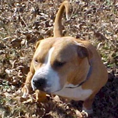 Saxons Lucy Pit Bull